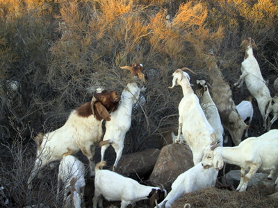 Goats eating brush