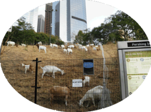 Commercial Business brush clearing with goats