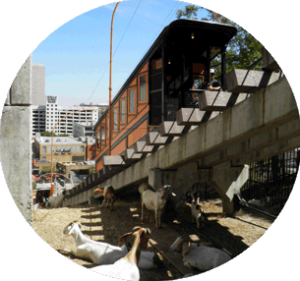 Goats clearing brush from Municipal Public lands