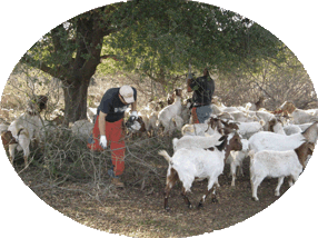 Goats clearing brush from Municipal Public lands