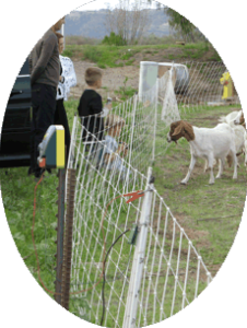 Residential brush clearing with goats is safe & fun for the neighborhood