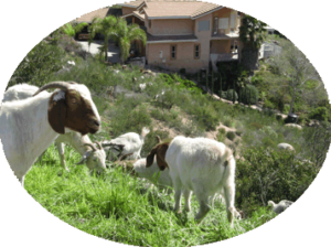 Goats clearing fire break near home