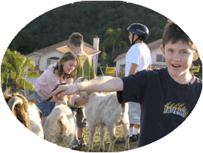 Residential brush clearing with goats is safe & fun for the neighborhood