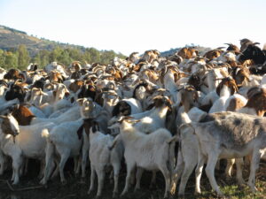 ELM Goats - herd of goats